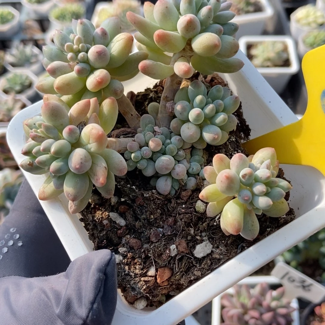 802婴儿手指多肉植物