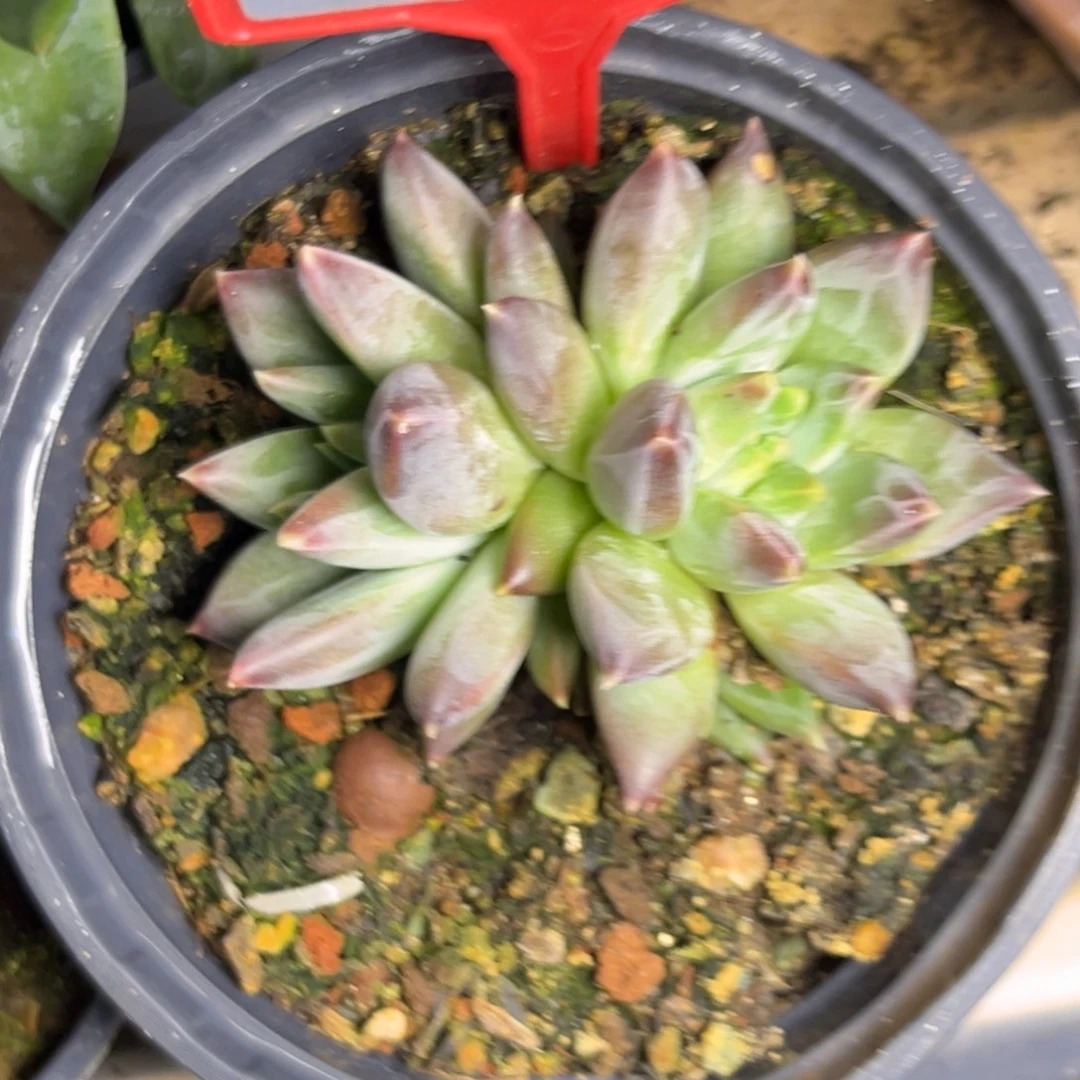 多肉植物韦斯特曼个体732