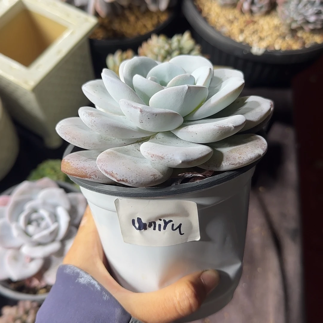 u***u雪莲单头一物一拍