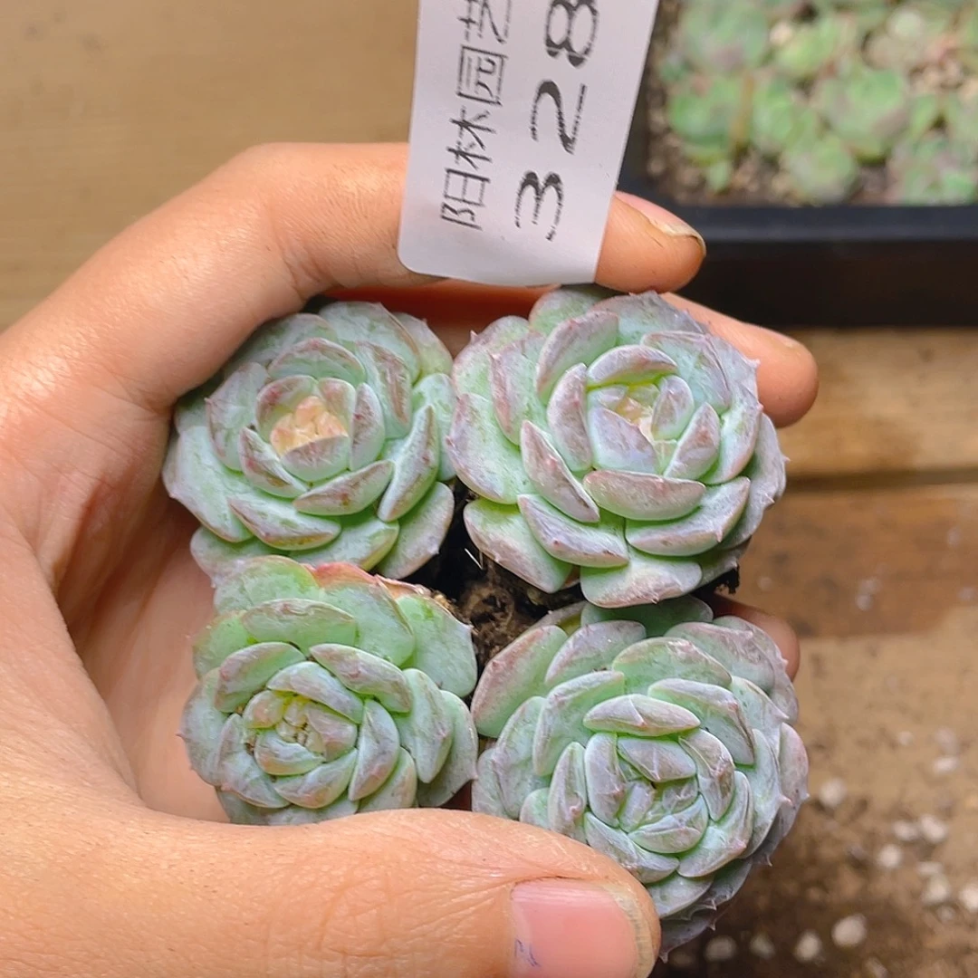 多肉植物多肉植物328
