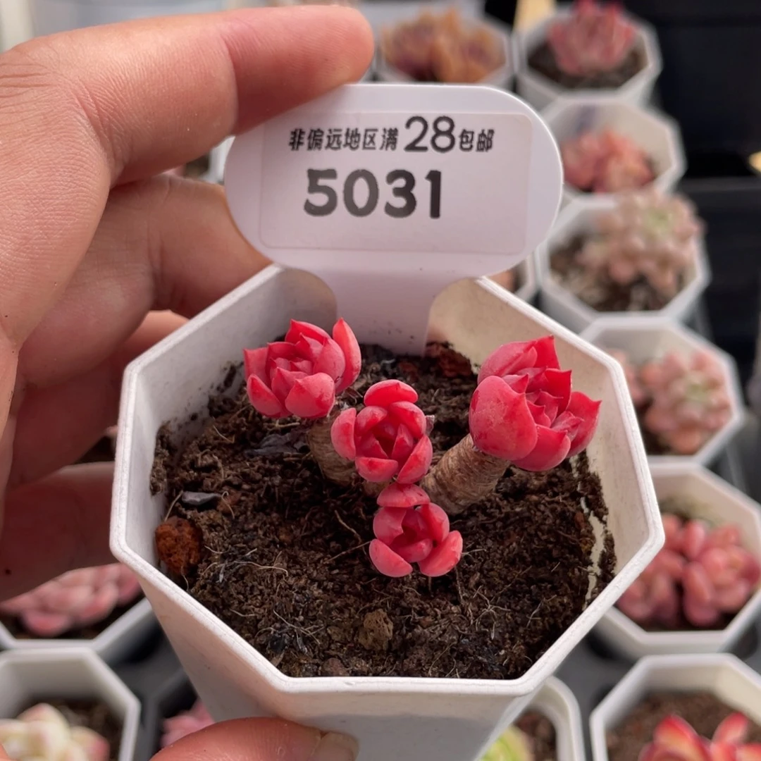 高贵5031-5.0厘米