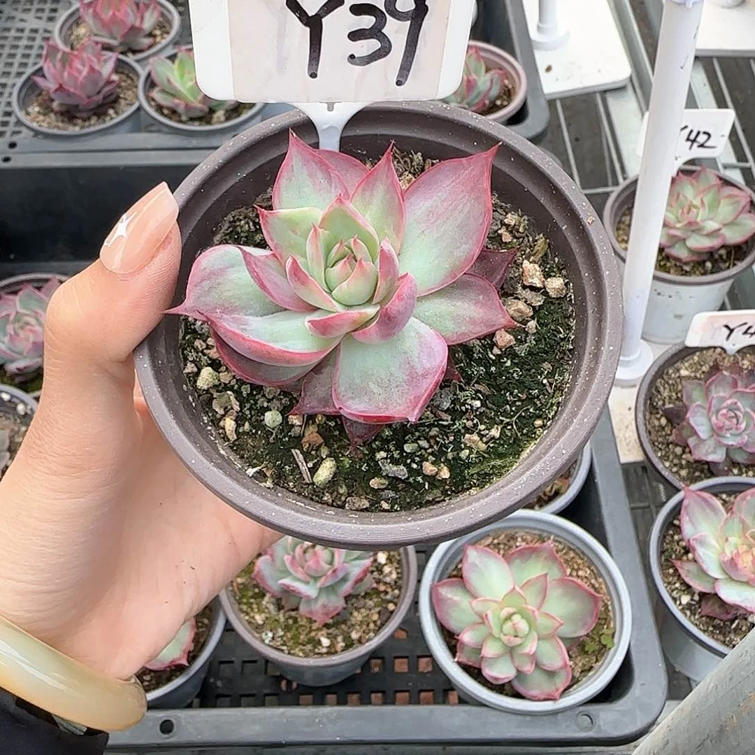 熊***毛惊鸿仙子Y39多肉