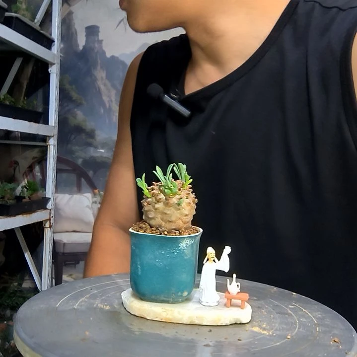 驳中青园艺一物一拍166