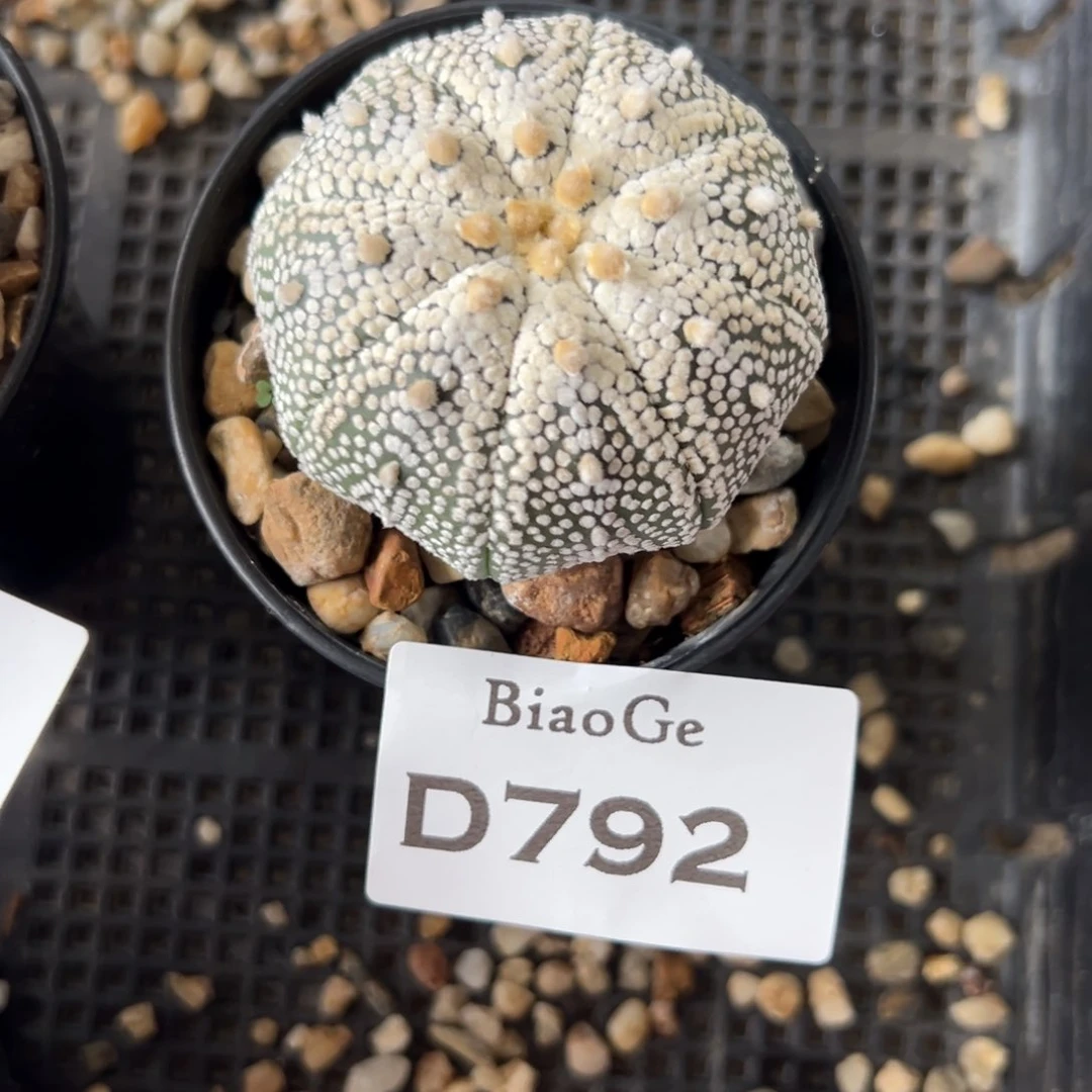 D792号兜仙人球多肉植物