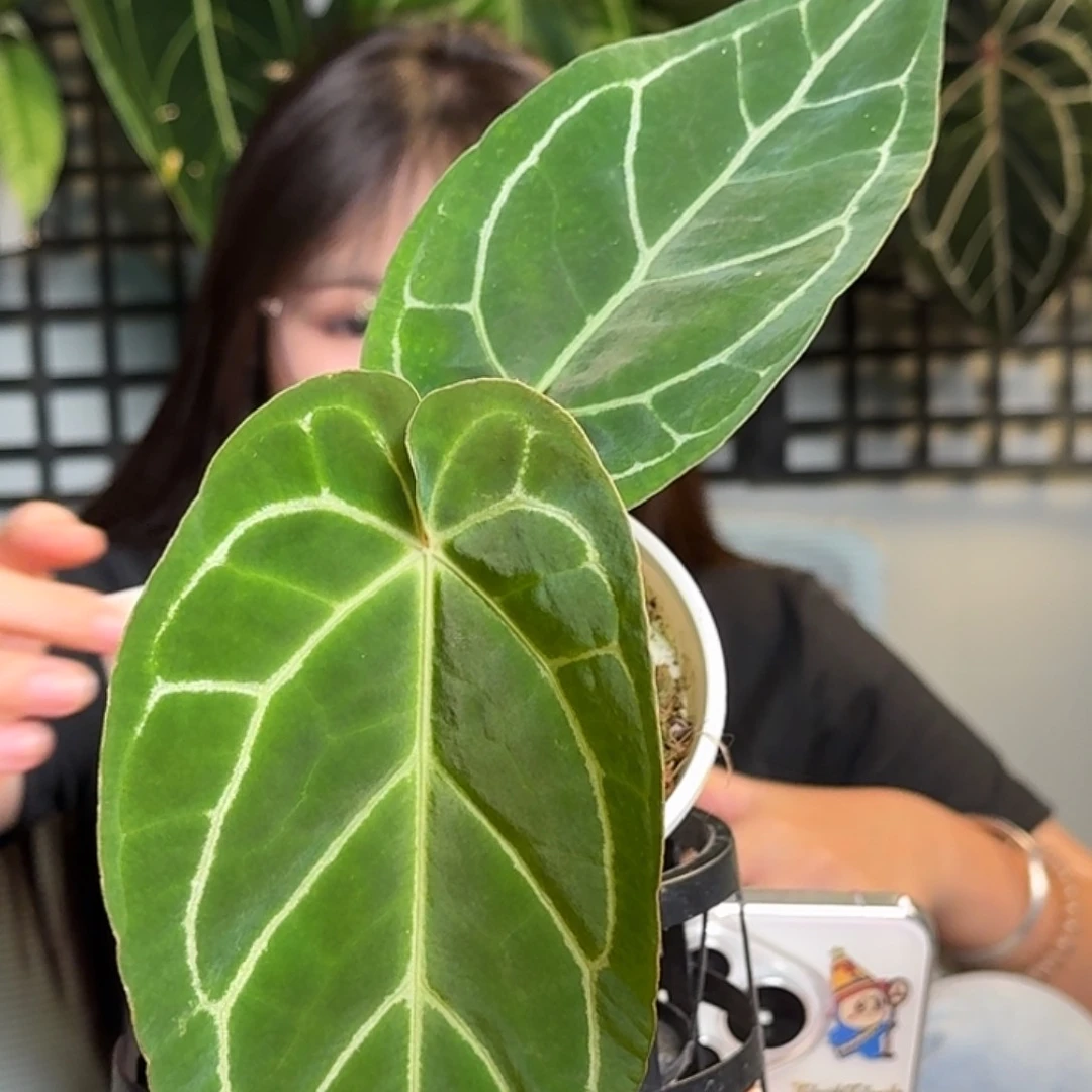 无花朵可*～一物一拍U176