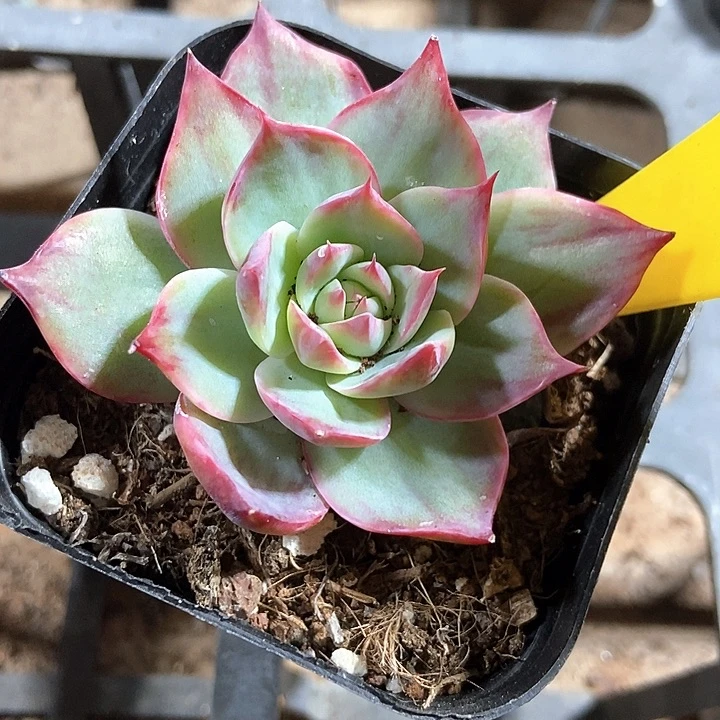 多肉植物惊鸿954