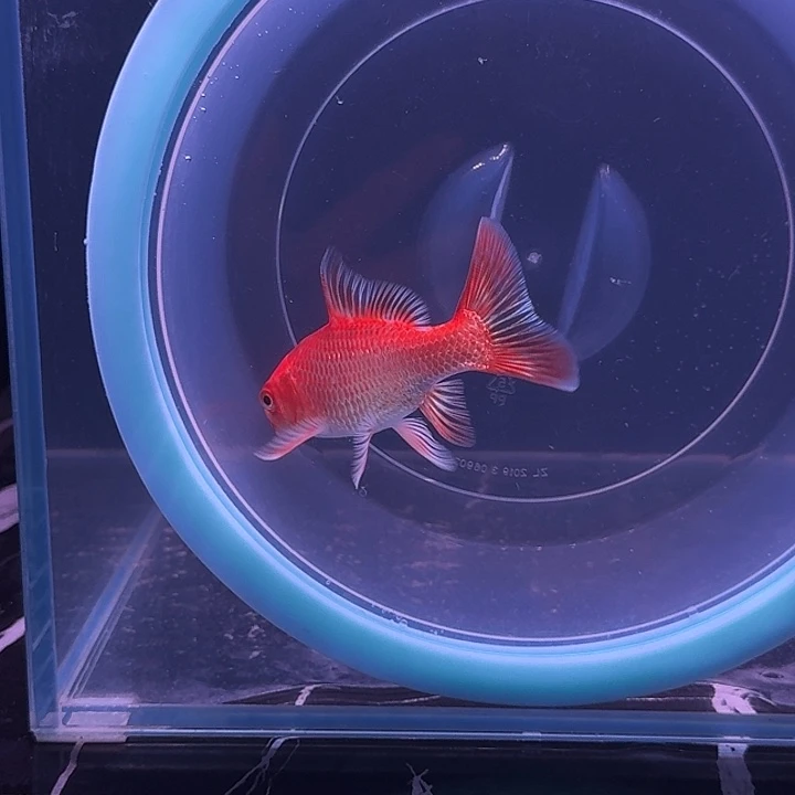 美***装蝴蝶鲤23 号蝴蝶鲤