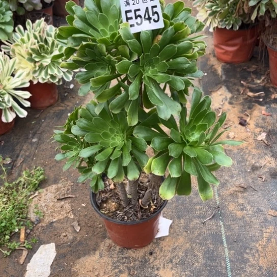 545原始绿不包断枝