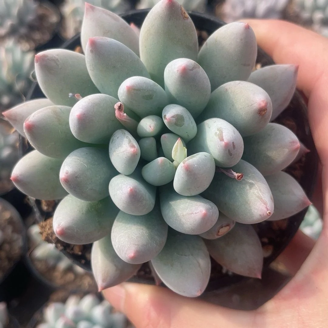 所罗门植物盆栽稀有肉肉所罗门绿植办公室阳台室内花卉防辐射