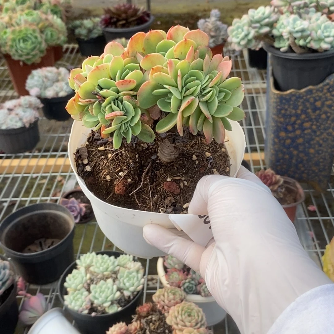 5367艾斯梅兰达缀化一物一拍