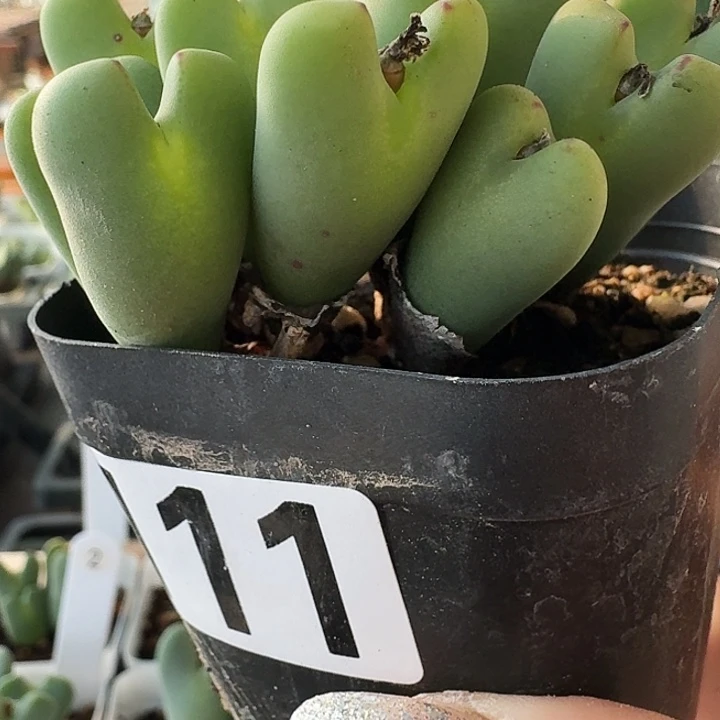 少将多肉植物一物一拍111