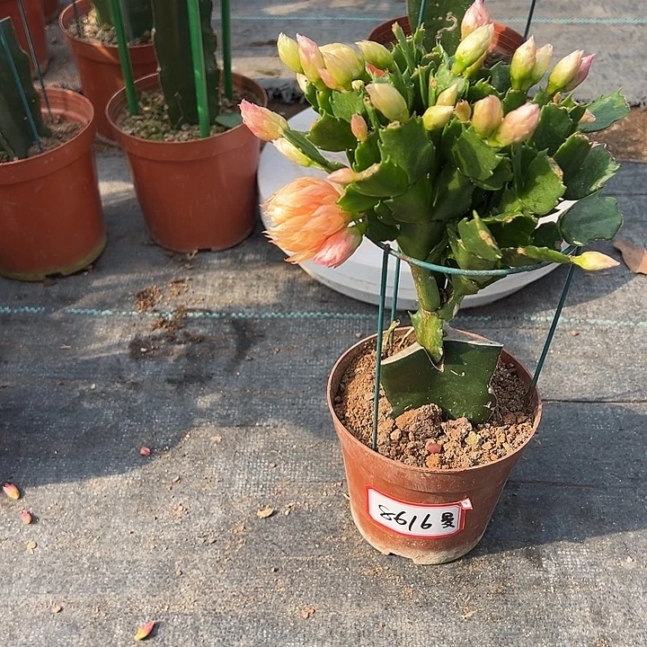 曼***罗011蟹爪兰尾号8616