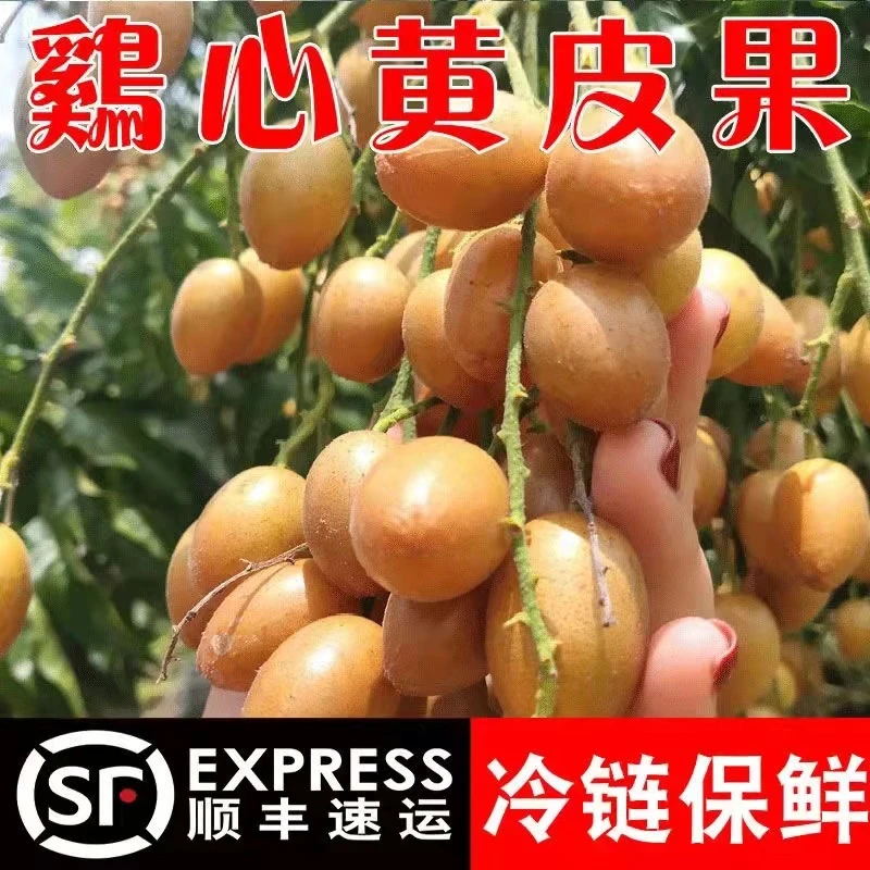 【顺丰冷链】广东潮汕正宗鸡心黄皮果新鲜黄皮果整箱黄皮果新鲜现货