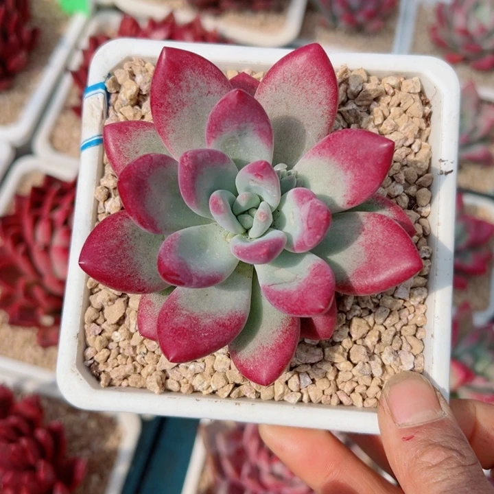 精品多肉植物老桩