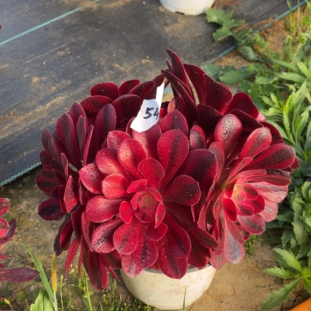 【闪购商品】54美杜莎多肉法师