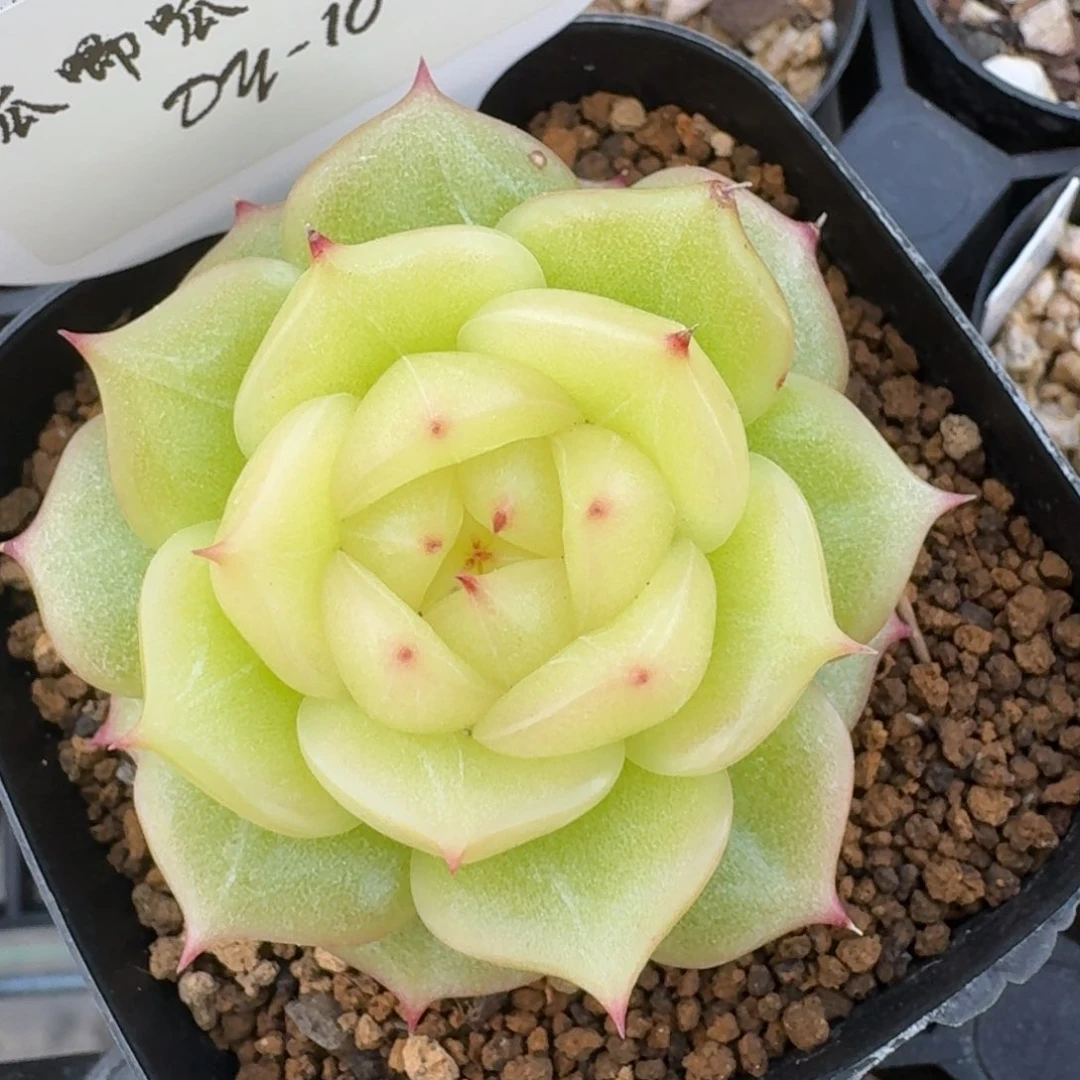 0719-010-玉玲珑单头