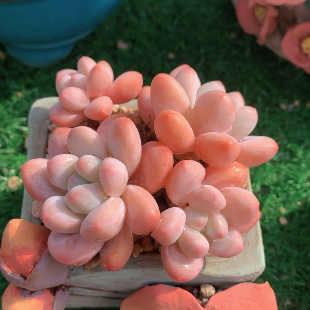 香水9 公分一物一拍