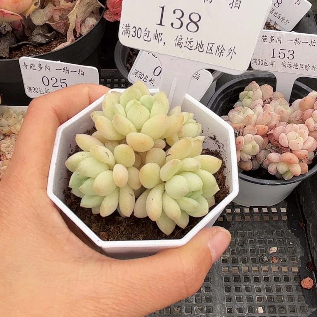 138 多肉脱土 群生不包整
