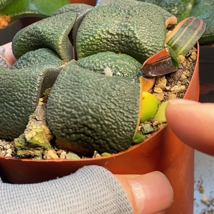 余***生客户专拍一物一拍