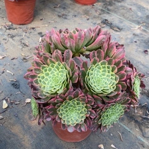 朝霞多肉植物021