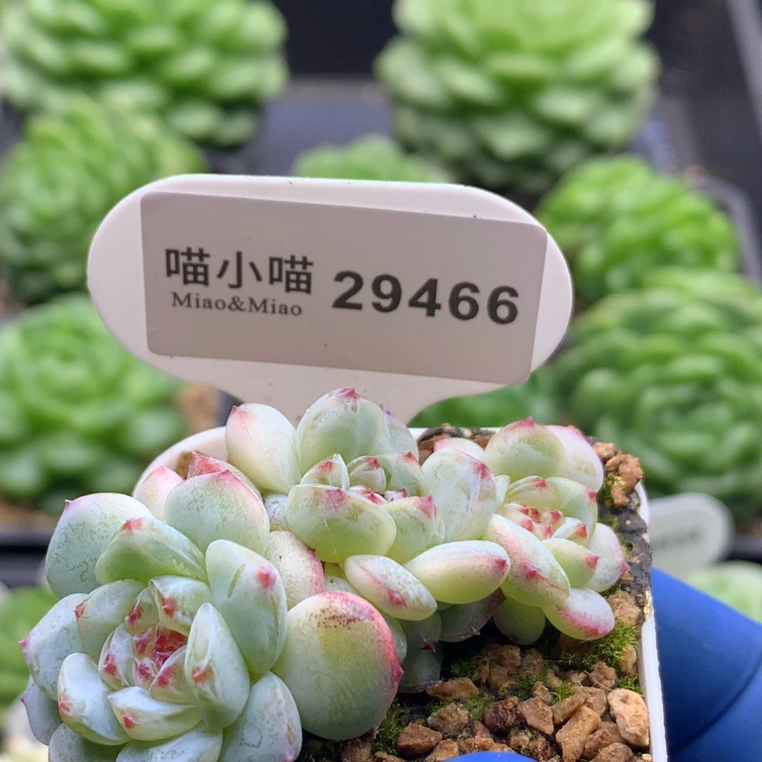 多肉植物杂交珍妮