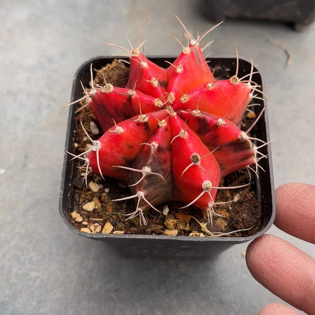 米哈牡丹锦一物一拍