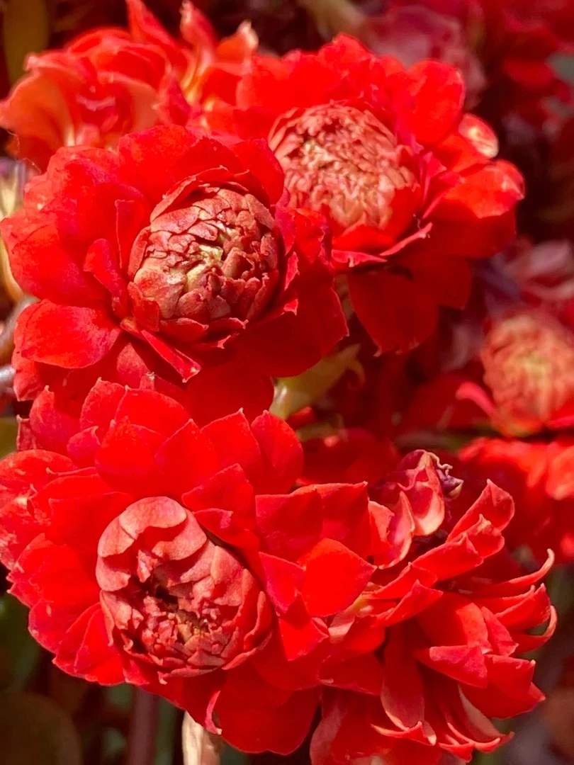 110盆异彩22-55长寿花（一盆不发）正红色超大花