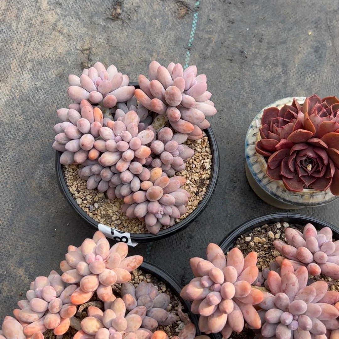 X*285 多肉植物组合盆栽