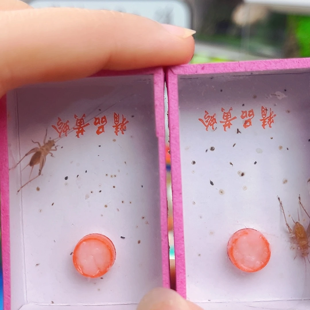 拍下发两条长须大黄