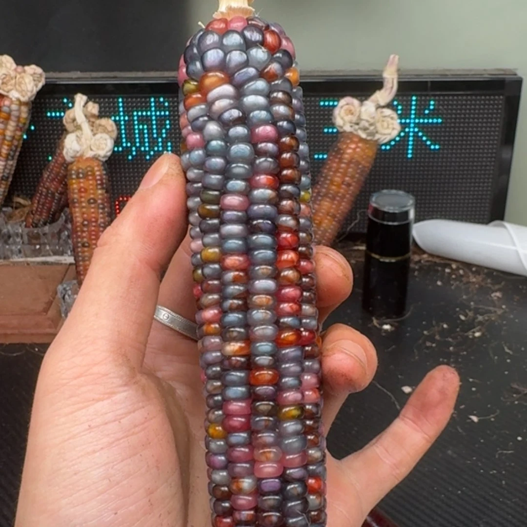 柏香籽/百香籽吊坠粥*?