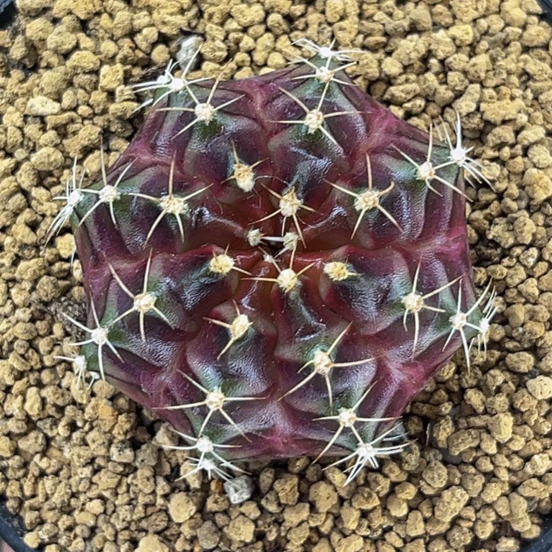 飒露紫 米哈仙人球