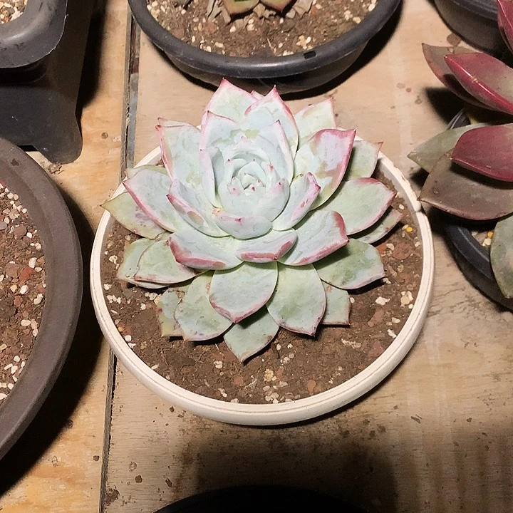 美肉特价活动开始啦