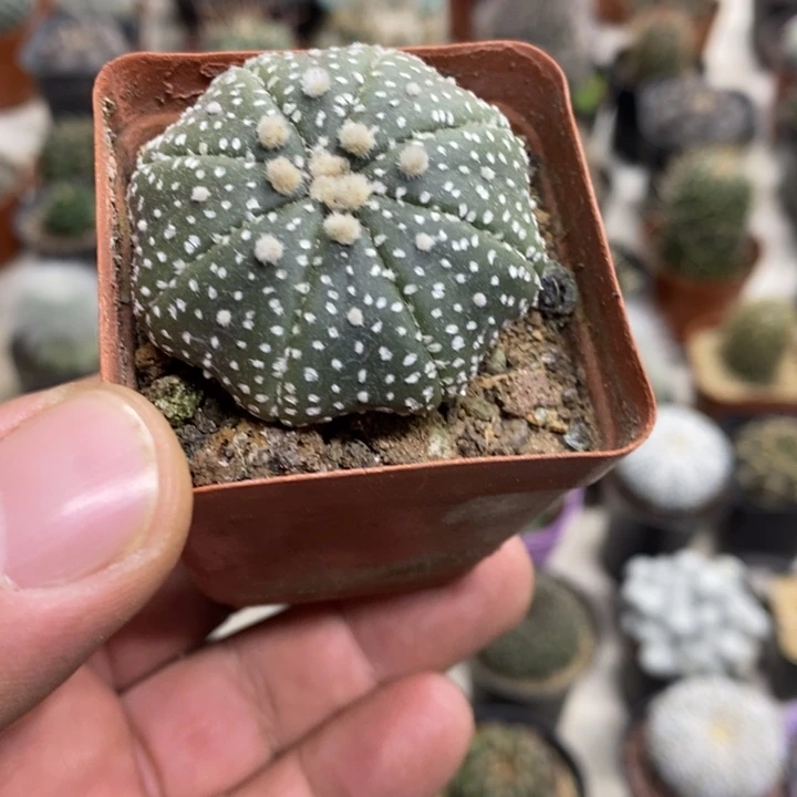 实参海星兜特价福利