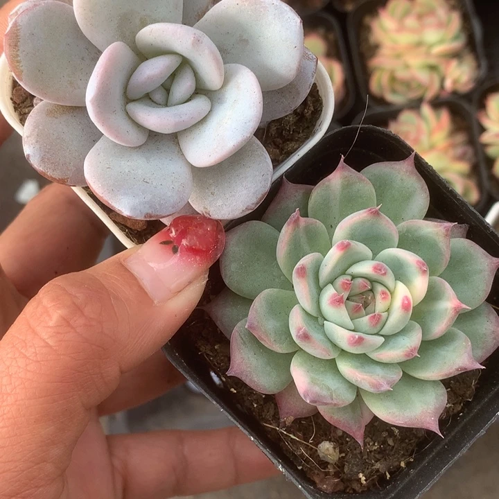 吉娃娃锦。雪莲。包邮