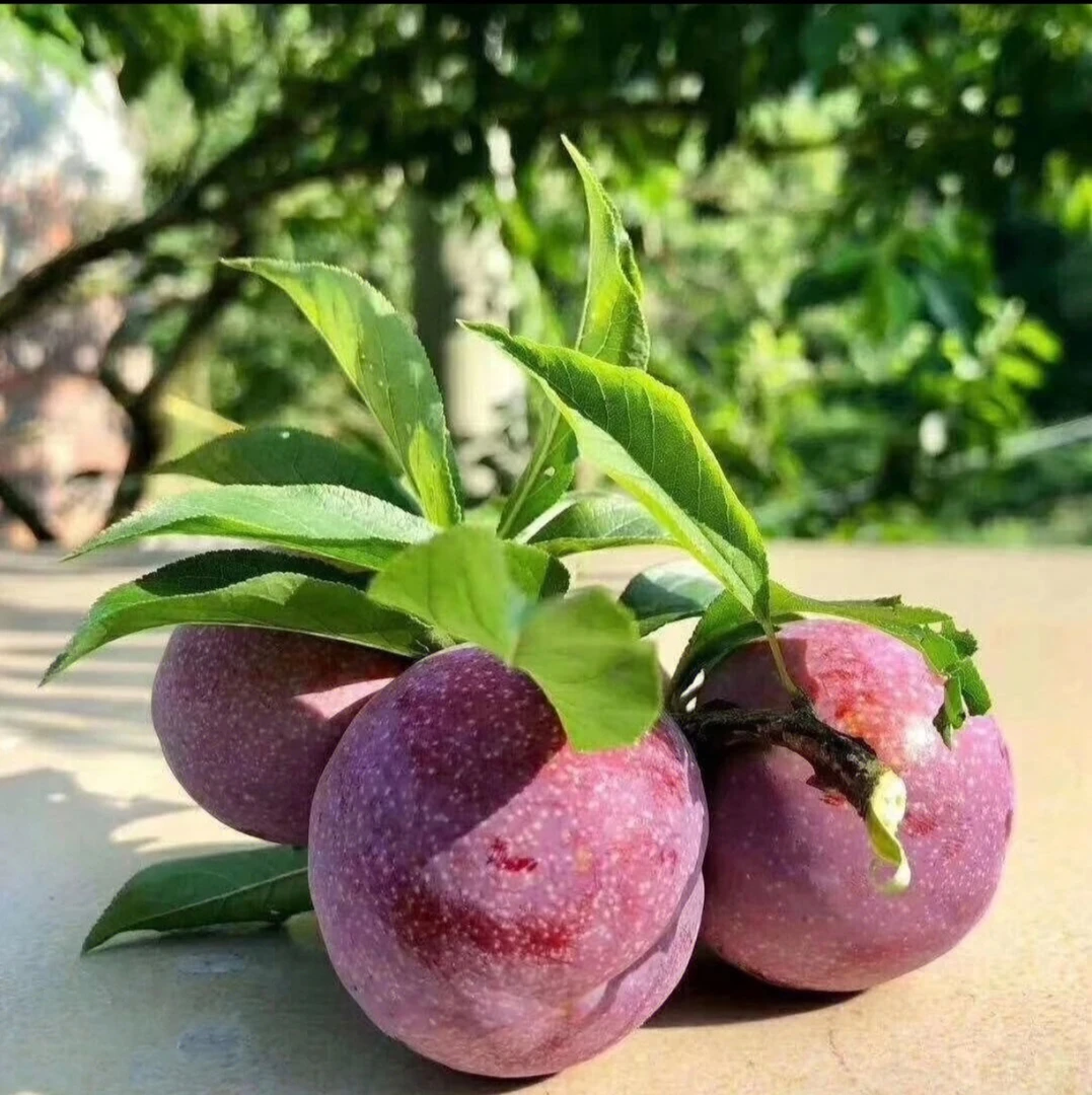 广东钱排正宗银妃三华李红心李新鲜现摘现发酸甜可口孕妇水果