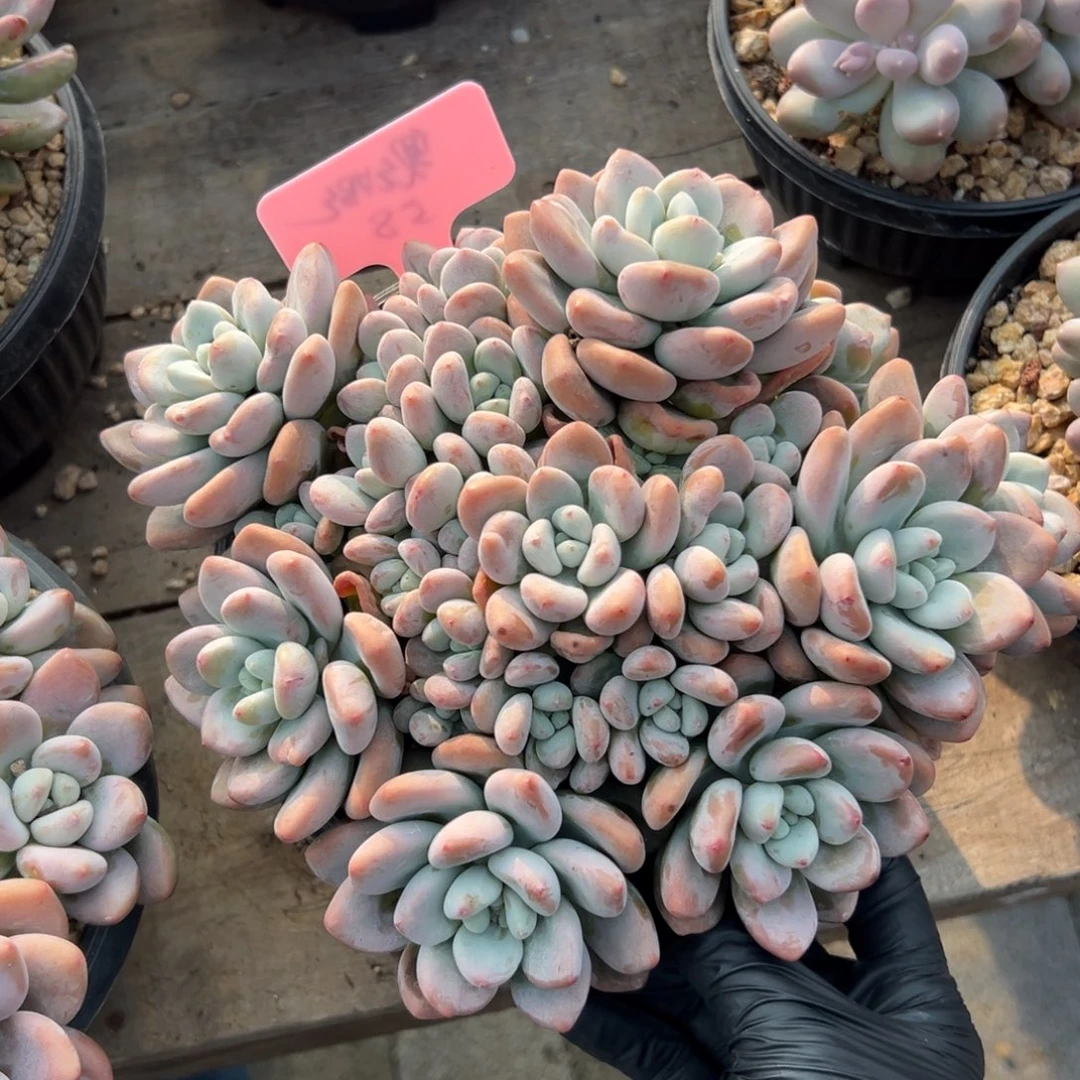 红洛神1111111111111