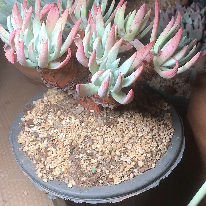 8520雪花多肉仙女杯