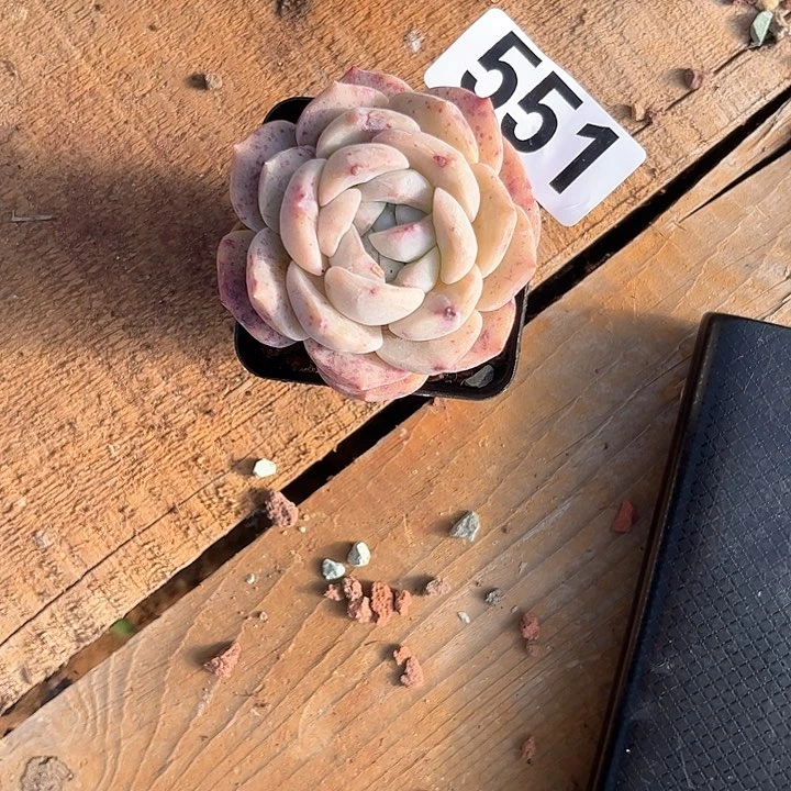 龙*豆多肉植物一物一拍