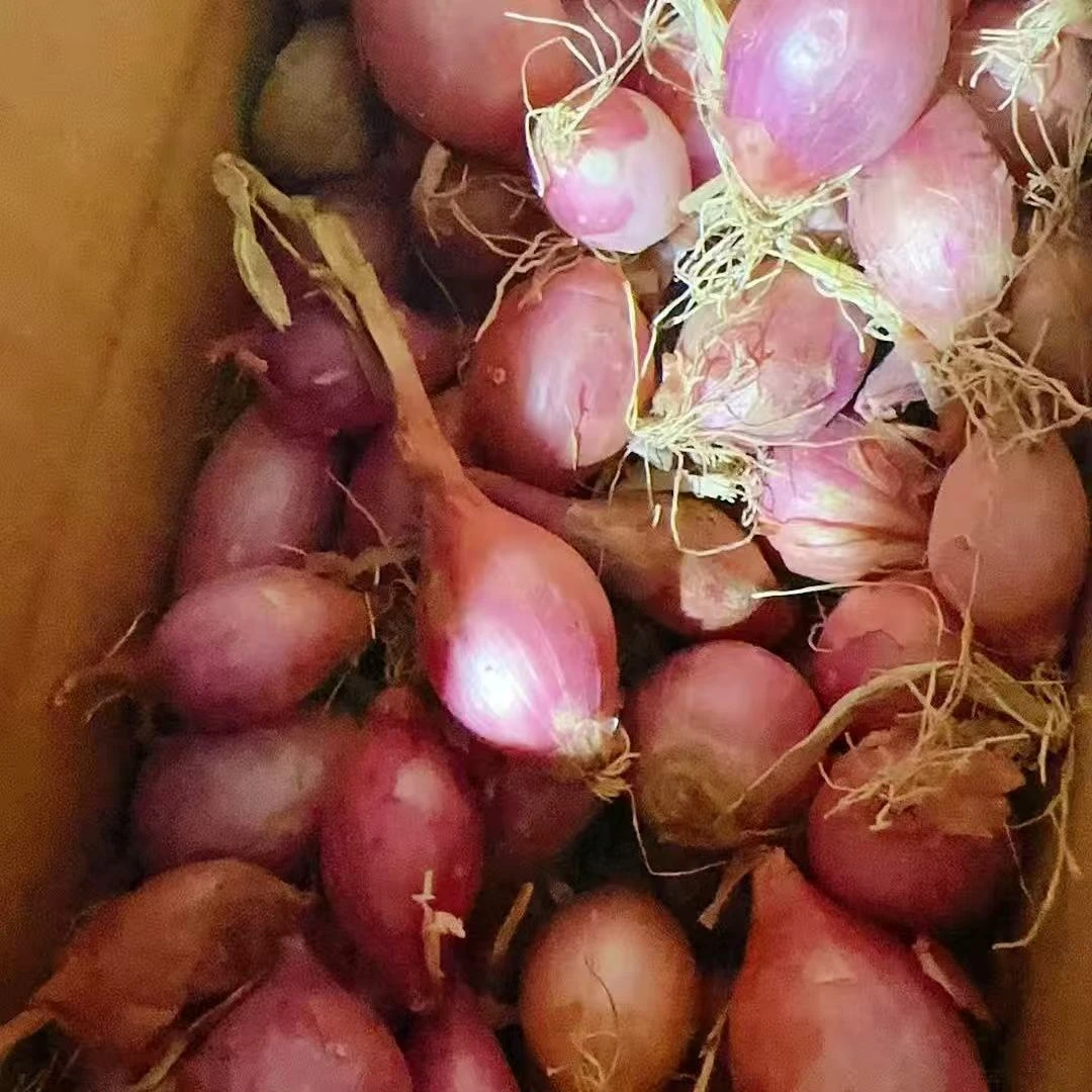 东北黑龙江农家迷你红葱头笨毛葱