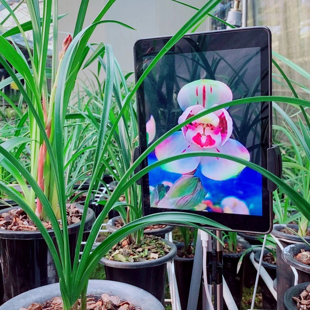当前无花栽培后可以开花