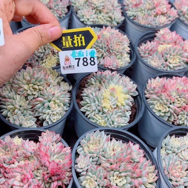 多肉植物多肉植物