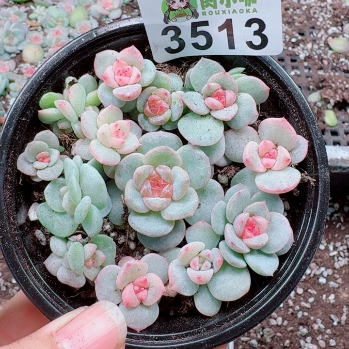 香***吖多肉植物多肉植物