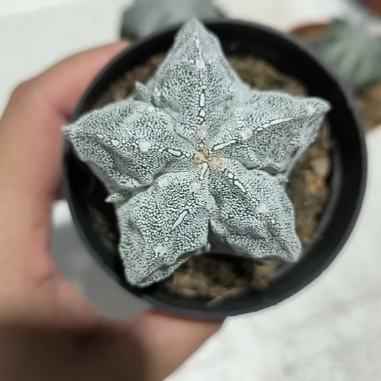 银沙鸾凤玉实生一物一拍5.6
