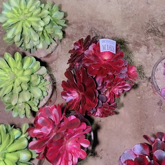 163美杜莎多肉植物