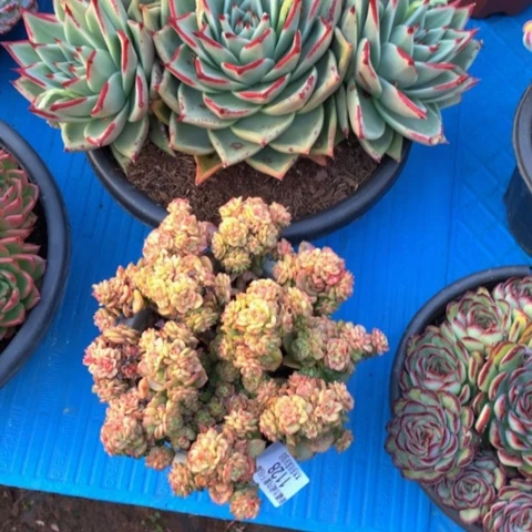 清***牛1128蜡牡丹多肉