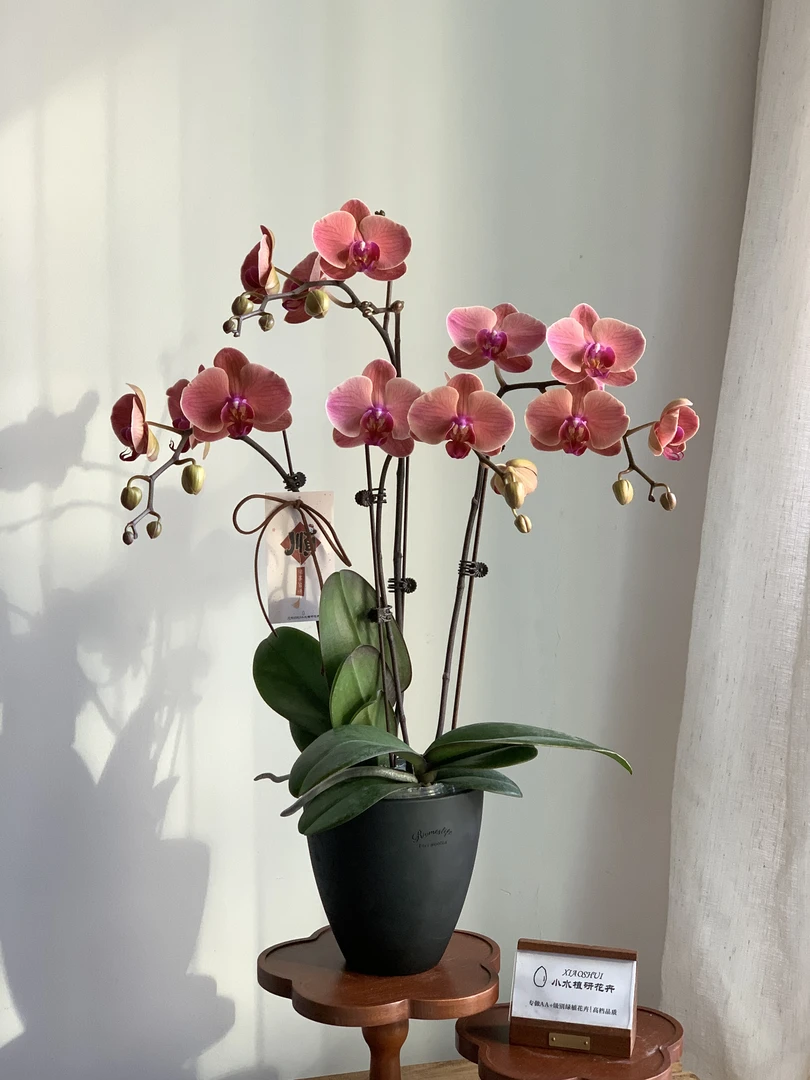 【小桔灯】AA级蝴蝶兰小水专属  红色喜庆旺