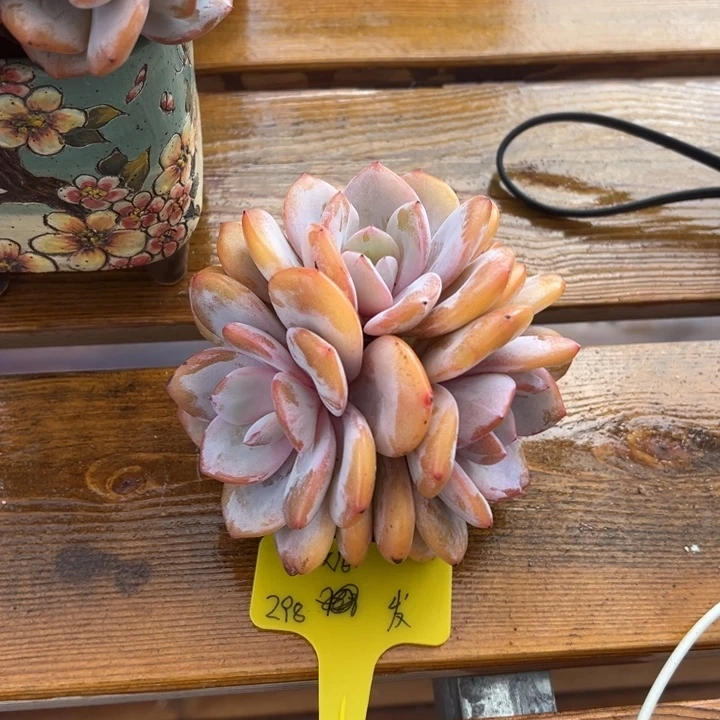 奶茶三头发货的哈