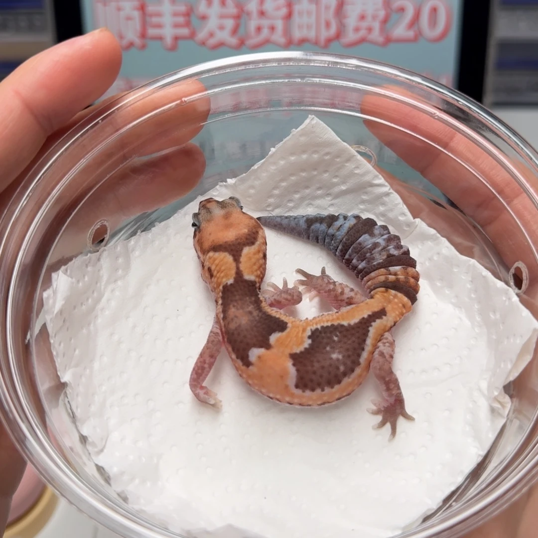 豹纹守宫祖鲁隐橘白