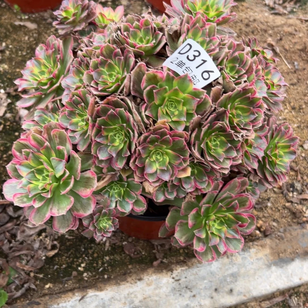 316多肉  安娜不包断头