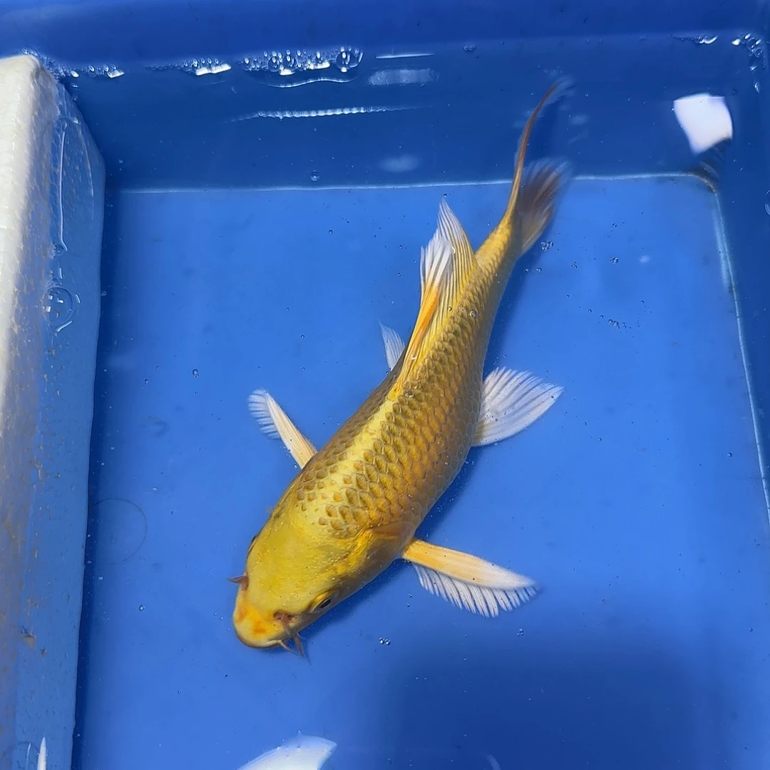 蝴蝶鲤鱼一条黄金
